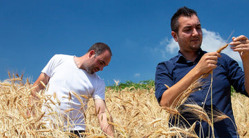 Il Senatore Cappelli AmoreTerra coltivato a 800 metri di altitudine nell'Appennino Modenese