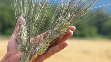 Il Korasan italiano coltivato da AmoreTerra (video)