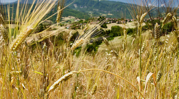 Senatore Cappelli, coltivazione 2021 Appennino tosco emiliano (video)