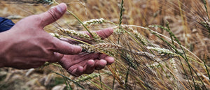 AmoreTerra e la rotazione delle colture