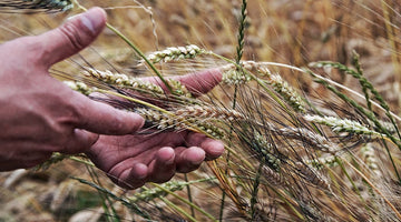 AmoreTerra e la rotazione delle colture