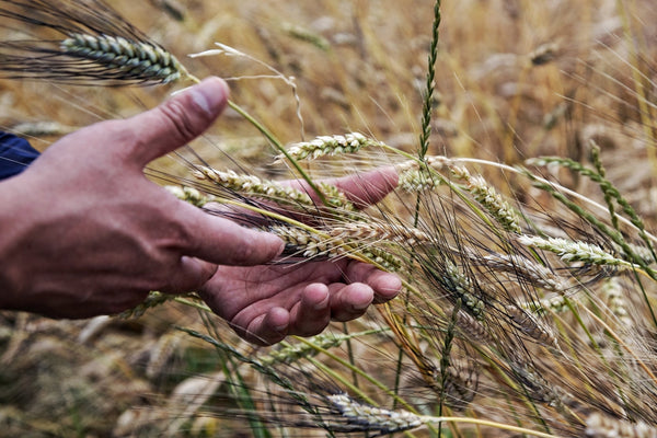 (offerta) 12 Pz. Tutta Pasta BIO LaGranum (varie tipologie) - grano duro, artigianale - Bio Tot.6Kg. - AmoreTerra shop