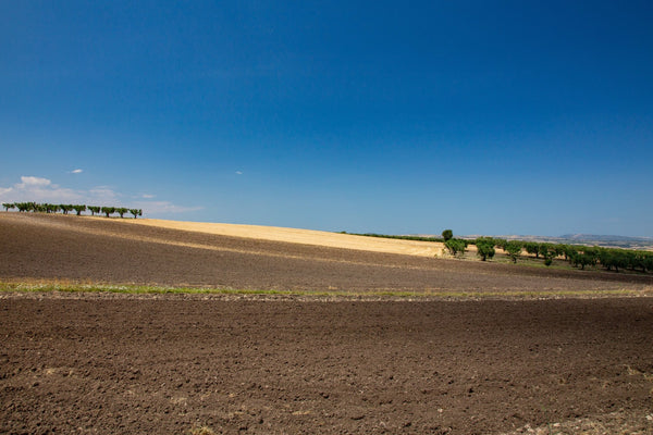 Offerta - 12 pz Passata di pomodoro BIO - 330g x 12 pz - AmoreTerra shop