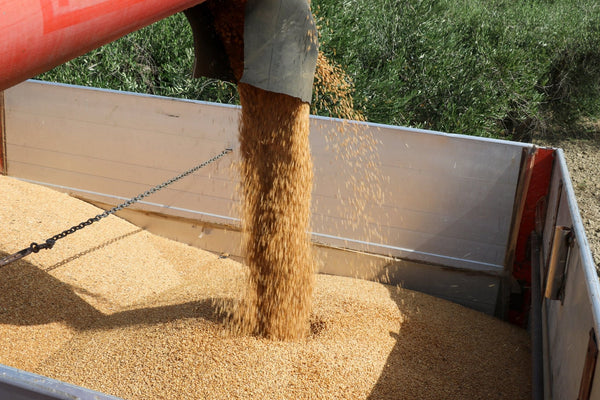 (offerta) 12 Pz. Tutta Pasta BIO LaGranum (varie tipologie) - grano duro, artigianale - Bio Tot.6Kg. - AmoreTerra shop