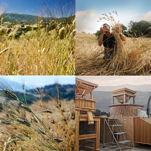 Mezze penne integrali S. Cappelli, BIO, artig. | AmoreTerra €3.25 AmoreTerra