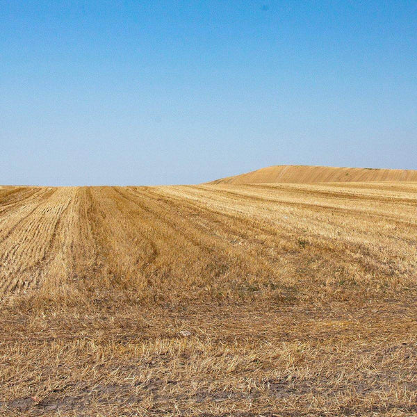 (offerta) 6 pz. Linguine tradizionale "LaGranum" - artigianale, BIO, grano italiano 500g. - AmoreTerra shop