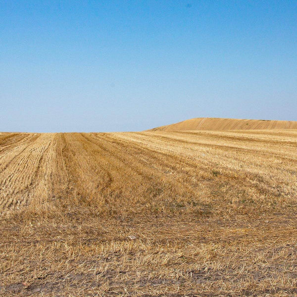Orecchiette, pasta artigianale Bio grano italiano|AmoreTerra €2.9 AmoreTerra