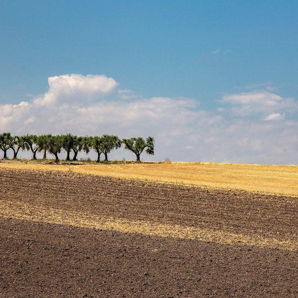 Maccheroni artigianali bio La Tradizionale Bio | AmoreTerra €2.75 AmoreTerra