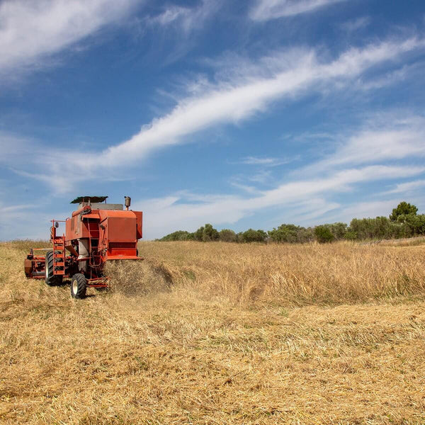 Trofie artigianali, Bio, grano 100% italiano | AmoreTerra €2.9 AmoreTerra