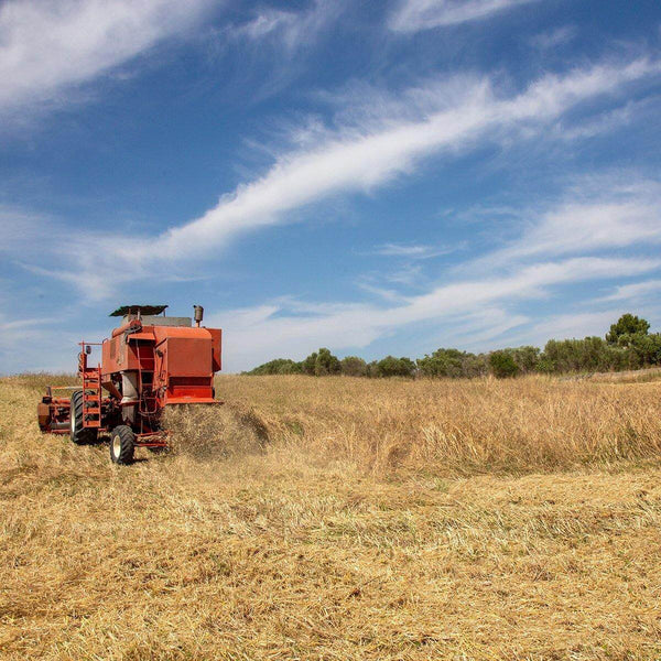 Raschiatelli artigianali, Bio, grano italiano | AmoreTerra €2.9 AmoreTerra