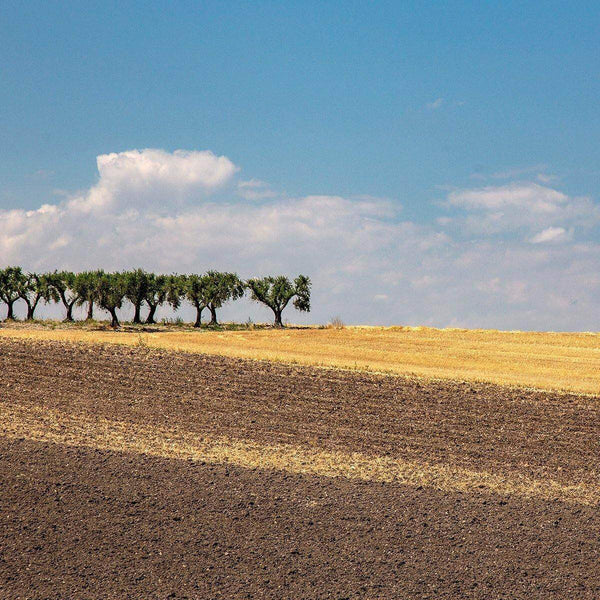 (offerta) 6 pz. Cornetti bio "LaGranum" - artigianale, BIO, grano italiano 500g. - AmoreTerra shop