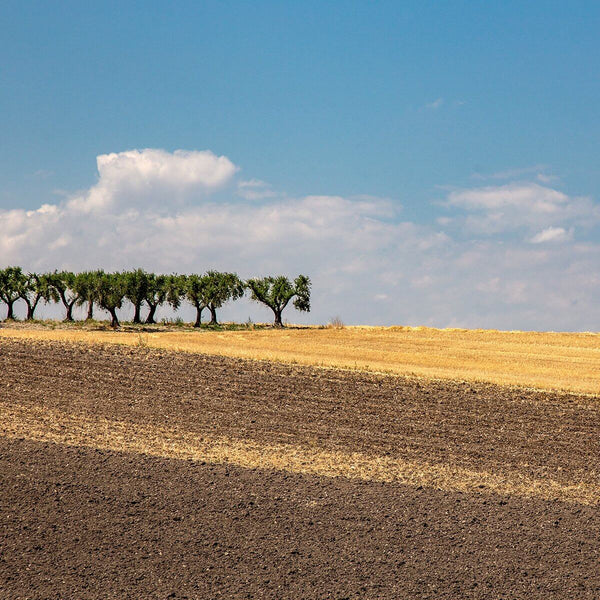 Trofie artigianali, Bio, grano 100% italiano | AmoreTerra €2.9 AmoreTerra