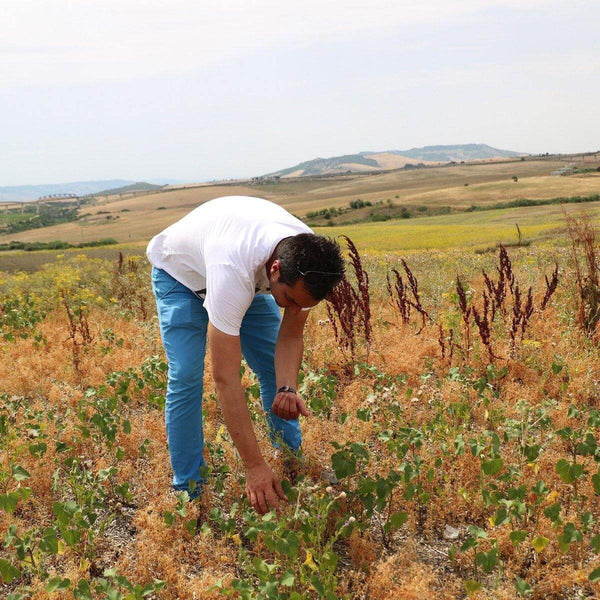 Offerta 6pz. Lenticchie piccole Rosse - Bio | AmoreTerra €19.17 AmoreTerra shop