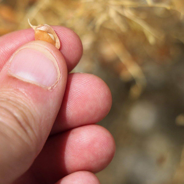 Offerta 6pz. Lenticchie piccole Rosse - Bio Italia 400g. €19.17 AmoreTerra shop