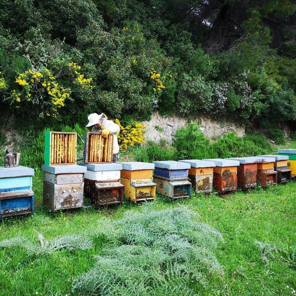 Miele crudo di Eucalipto - Bio- 500g | AmoreTerra €16.5 AmoreTerra