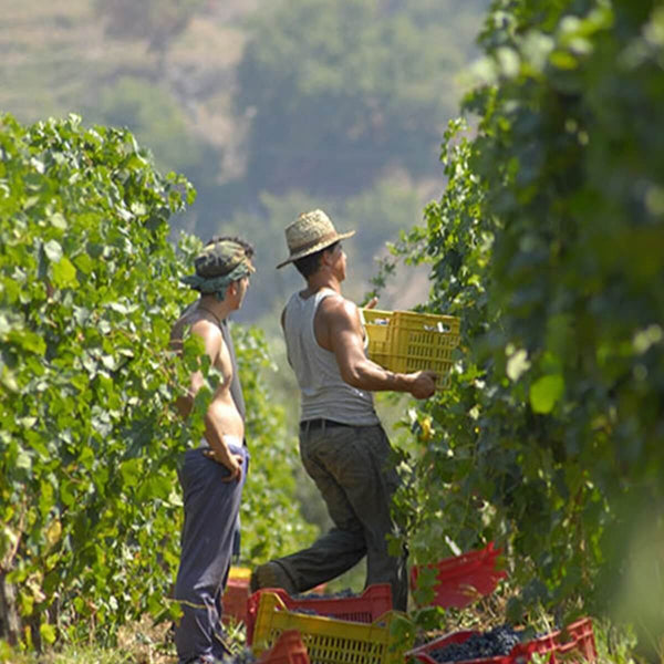 Vino rosso "Il Priore" Primitivo | AmoreTerra €14 Tenute Zagarella