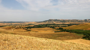 AmoreTerra, coltivazioni del grano Senatore Cappelli.