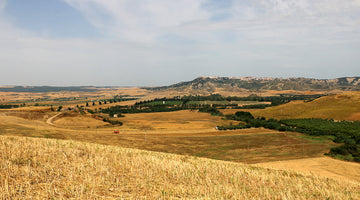 AmoreTerra, coltivazioni del grano Senatore Cappelli.