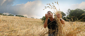 Studio clinico affronta il grano duro Senatore Cappelli