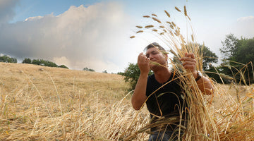 Studio clinico affronta il grano duro Senatore Cappelli