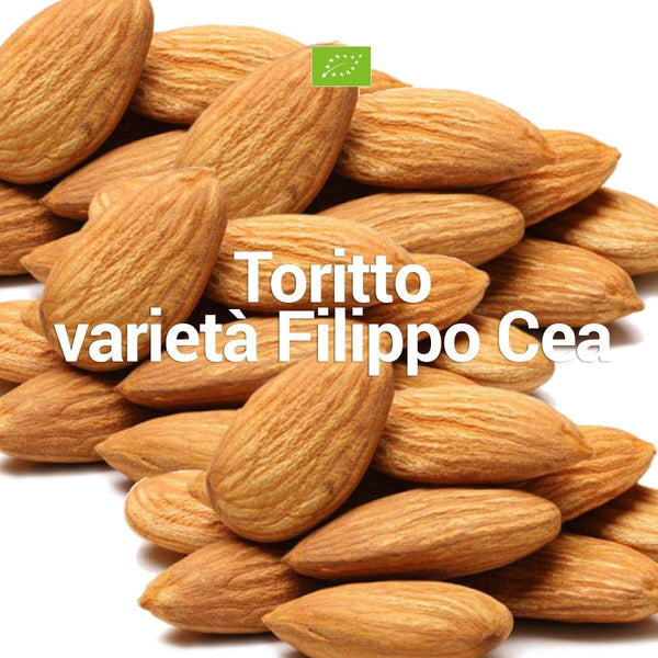 Mandorle di Toritto BIO sgusciate (Slow food) | AmoreTerra €7.9 AmoreTerra