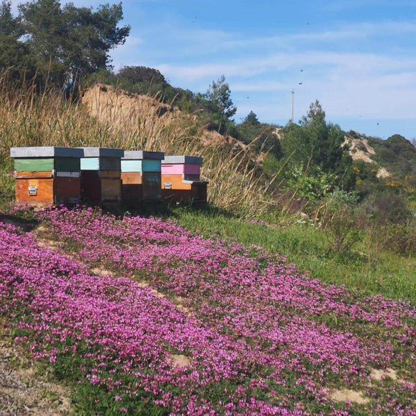 Polline crudo di fiori BIO | AmoreTerra shop €9 AmoreTerra