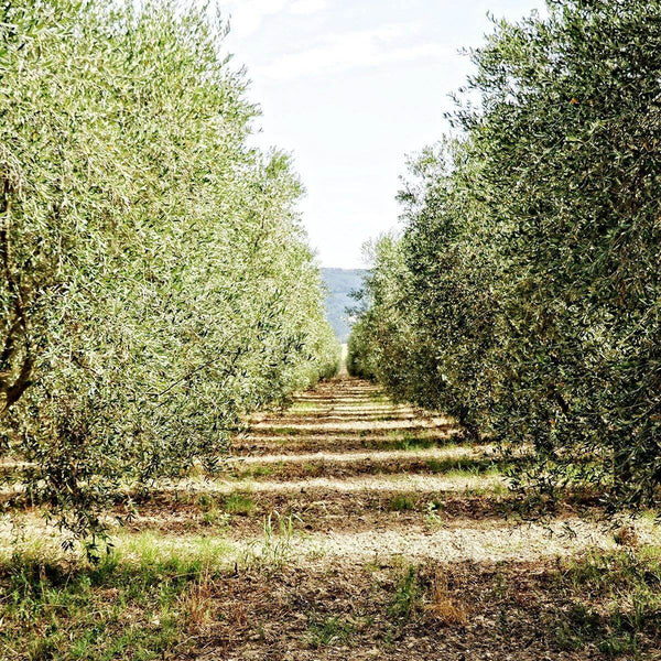 Olio extravergine d’oliva Zagarella, BIO | AmoreTerra €12 Tenute Zagarella